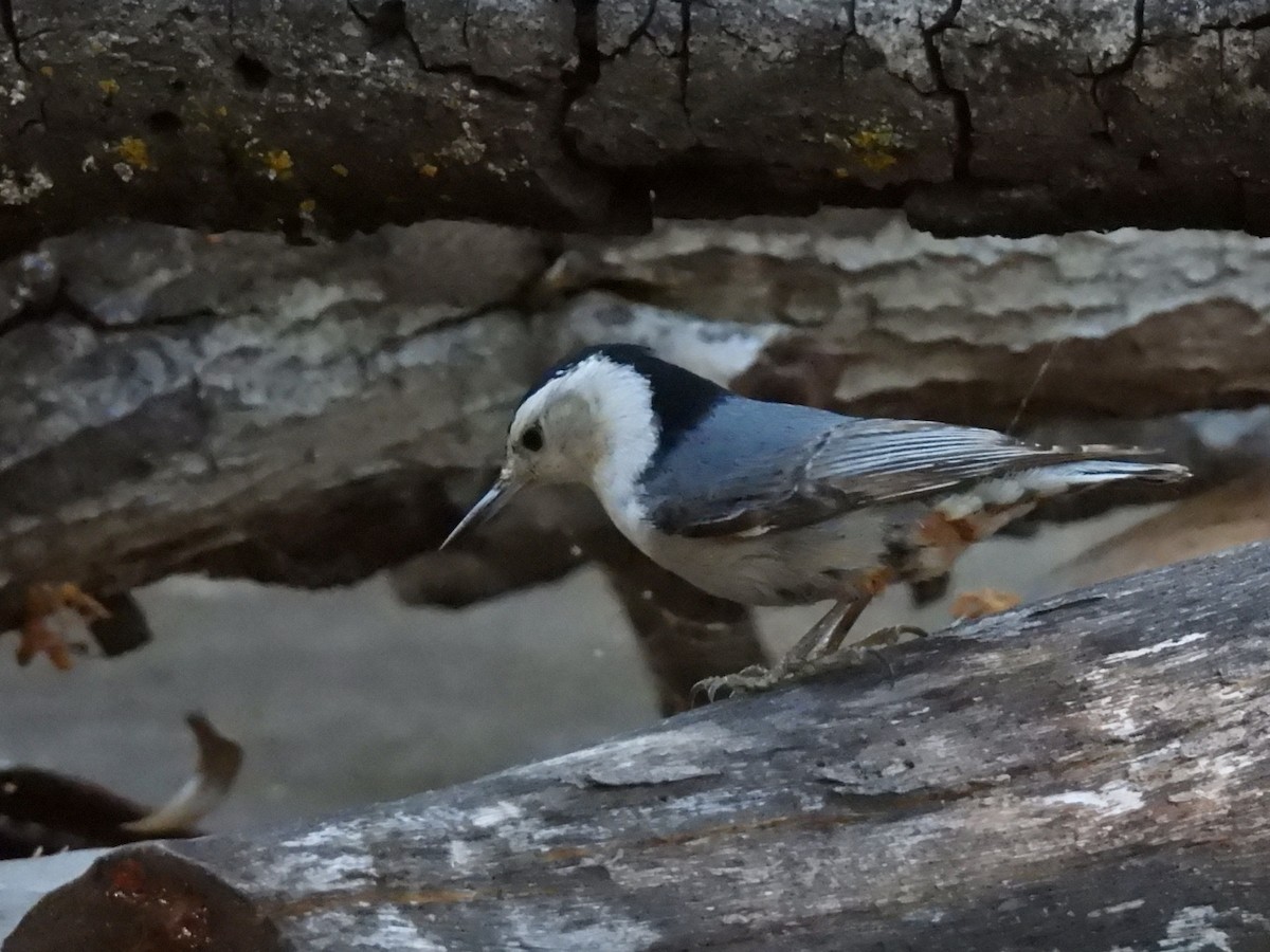 White-breasted Nuthatch - ML449032731