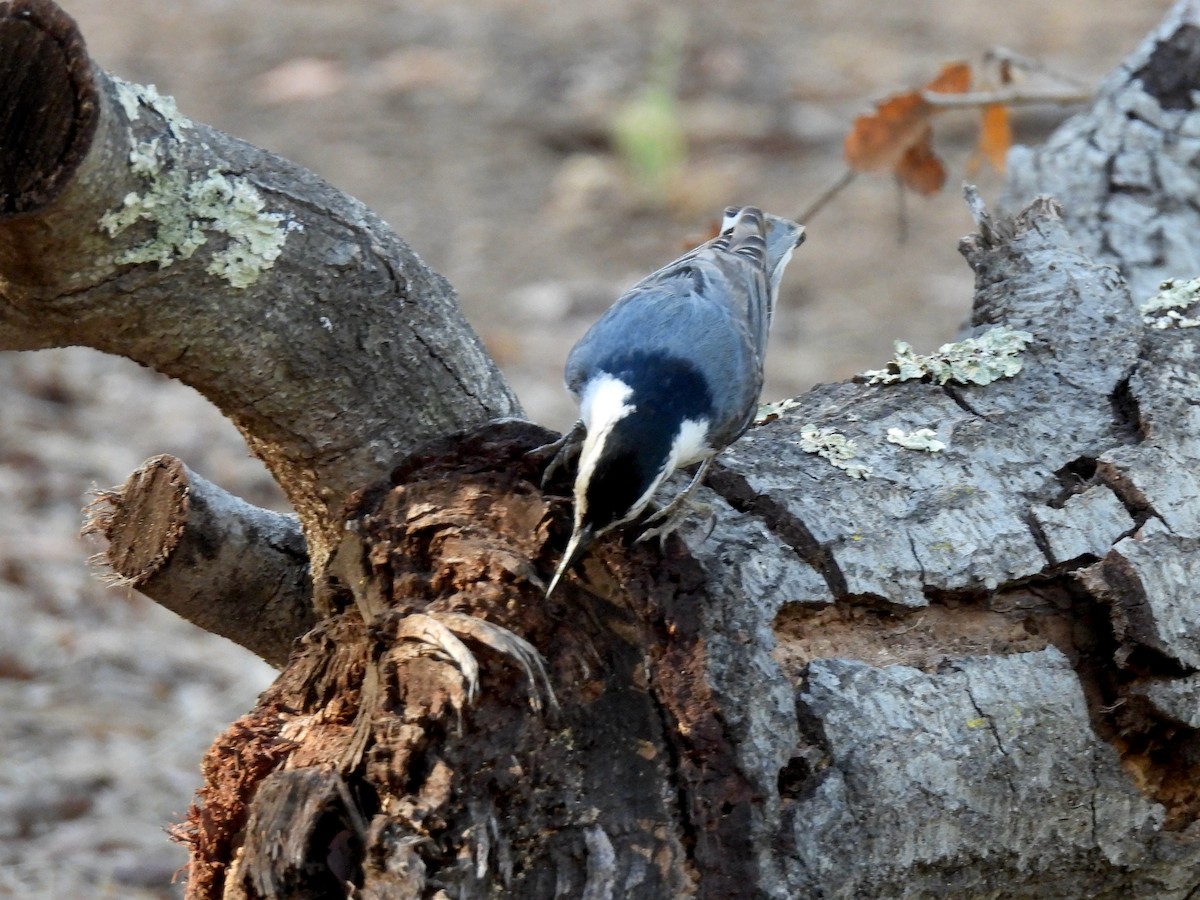 White-breasted Nuthatch - ML449032761