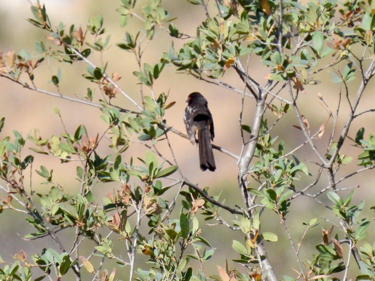 Spotted Towhee - ML449033341