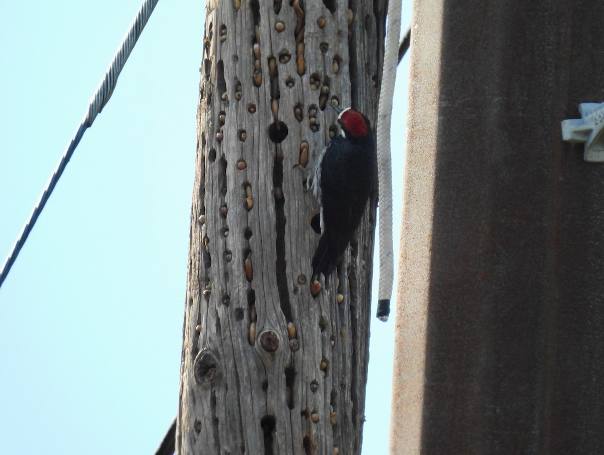 Acorn Woodpecker - ML449033511