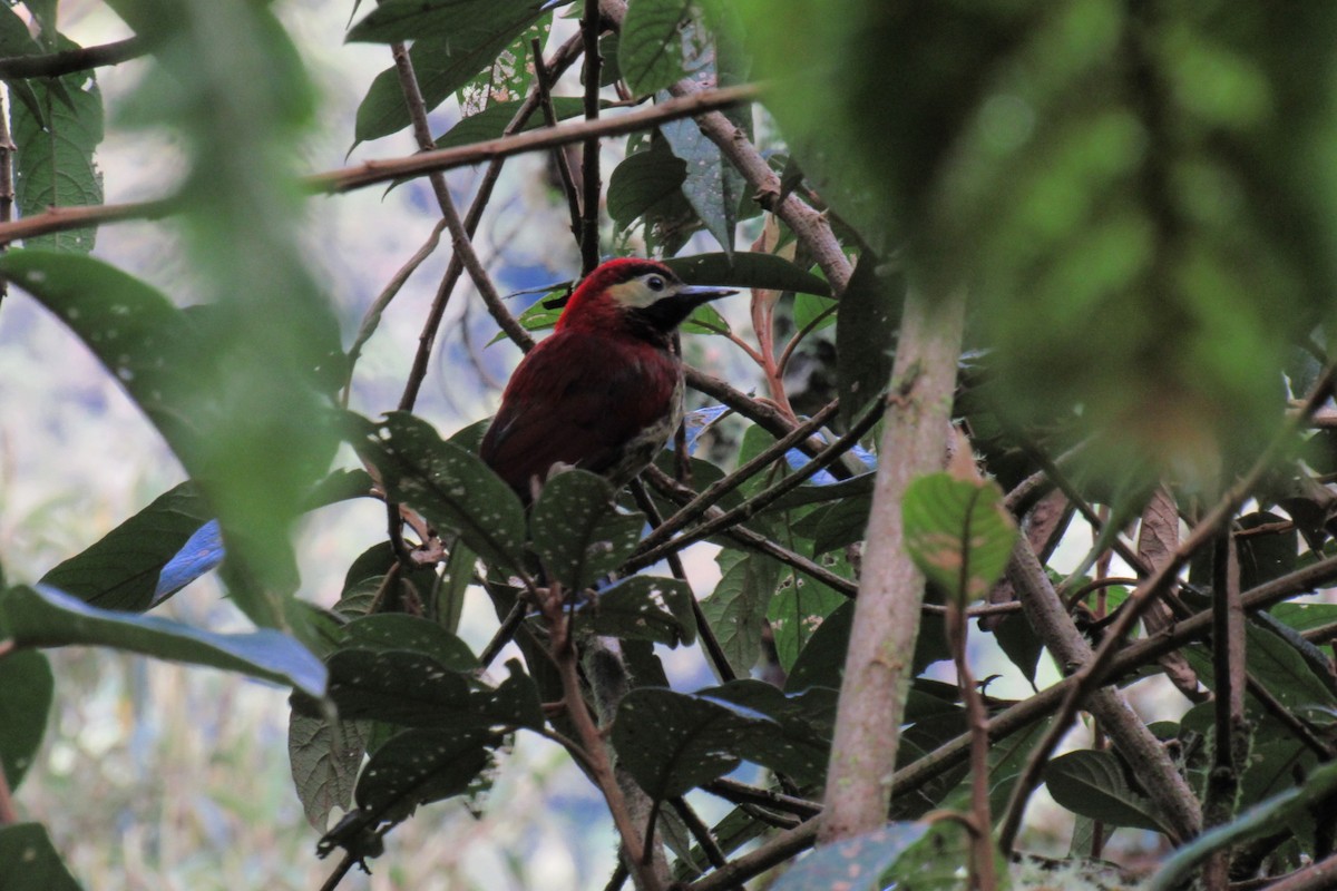 Crimson-mantled Woodpecker - Alejandro Jaramillo Urán