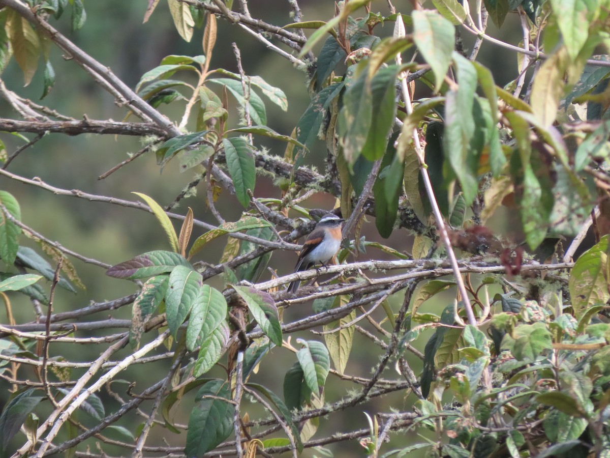 Rufous-breasted Chat-Tyrant - ML449038741