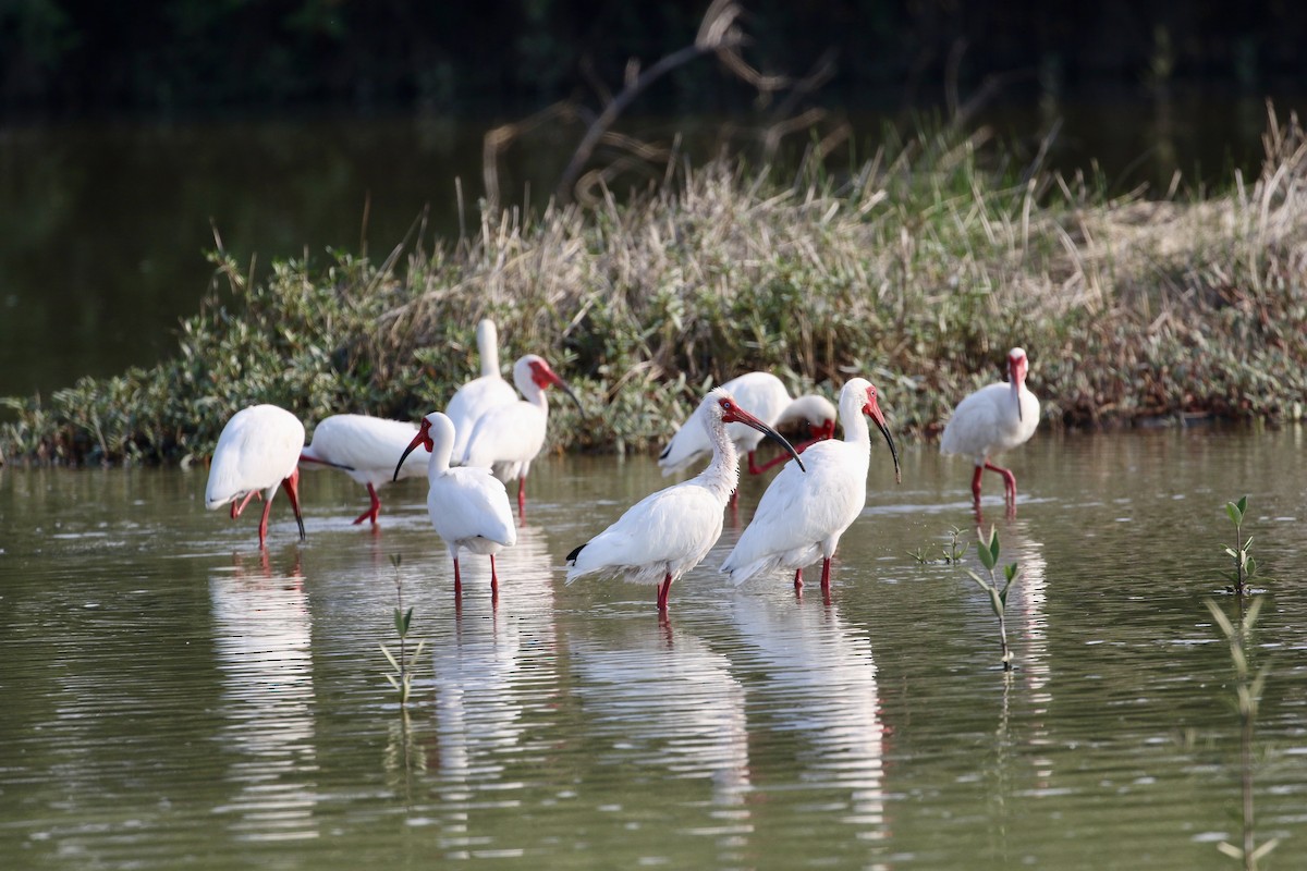 ibis bílý - ML449040101