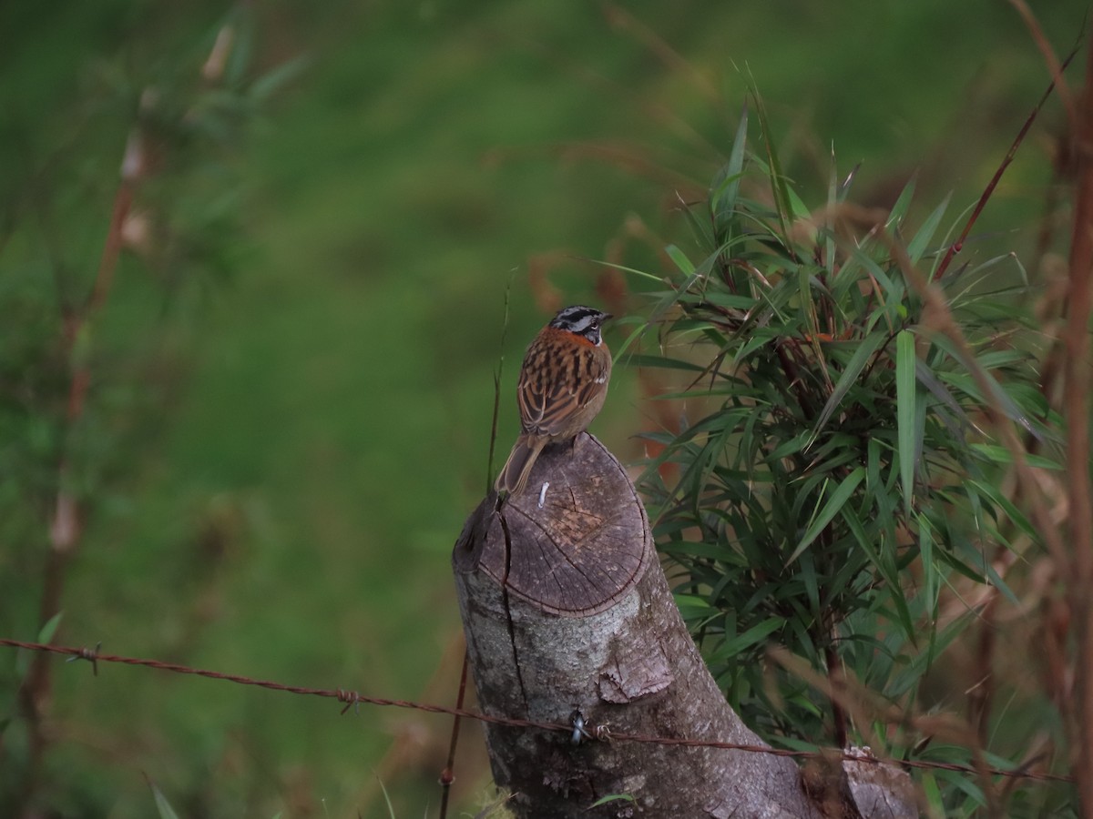 Rufous-collared Sparrow - ML449040761