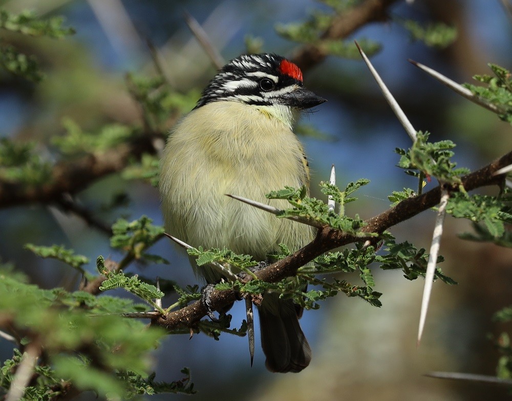 Red-fronted Tinkerbird - ML449043761