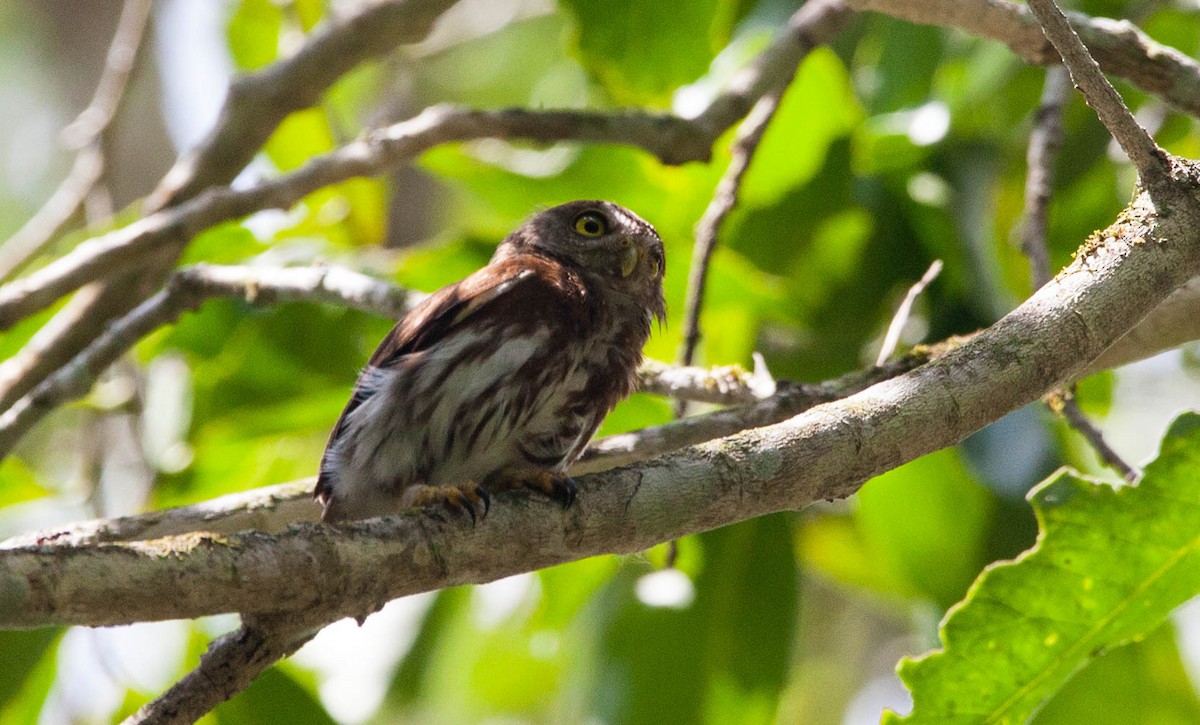 Central American Pygmy-Owl - ML449044341