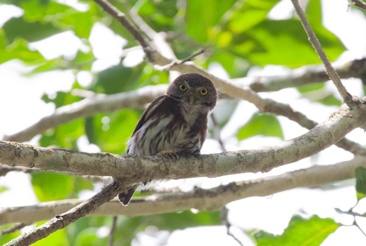 Central American Pygmy-Owl - ML449044371