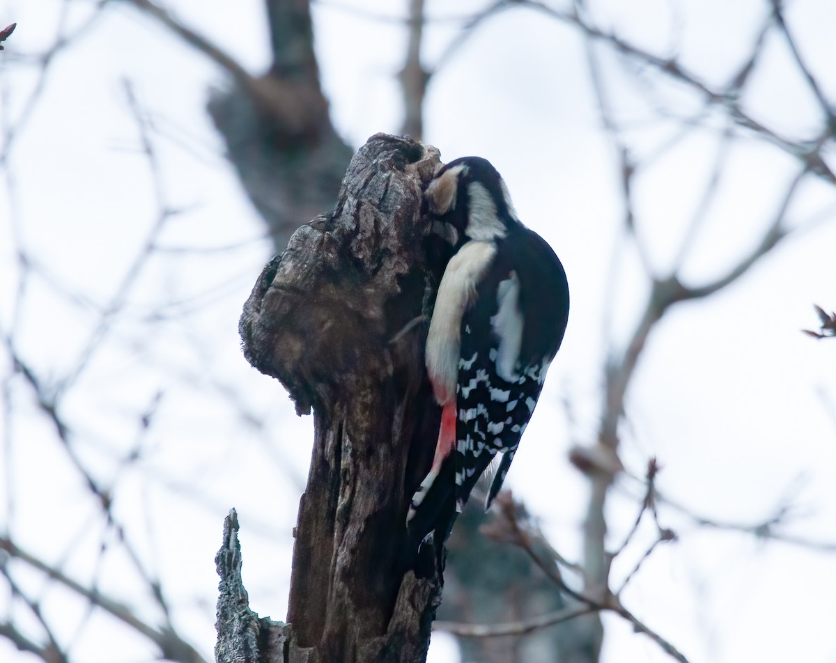 Great Spotted Woodpecker (japonicus) - ML449044831
