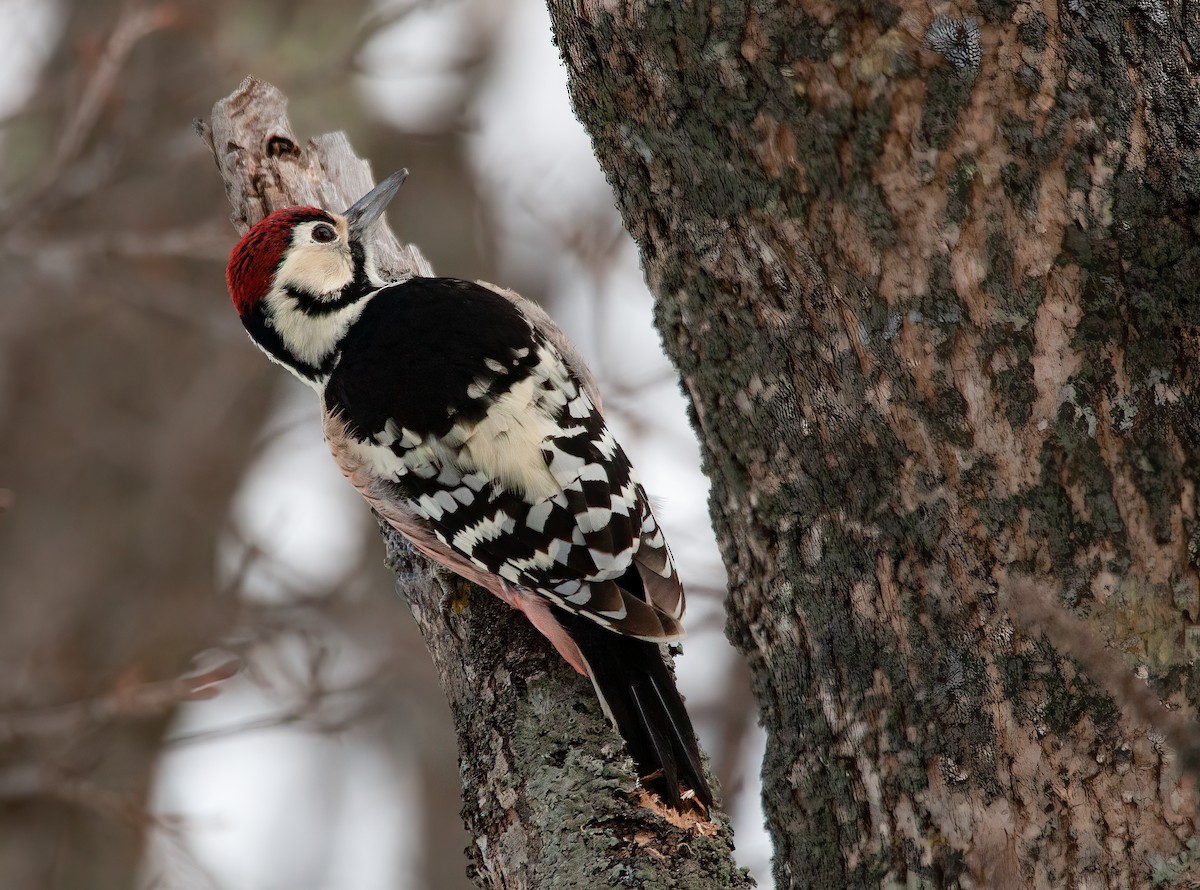 White-backed Woodpecker (White-backed) - ML449045561