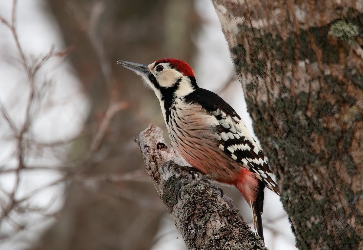 White-backed Woodpecker (White-backed) - ML449045581