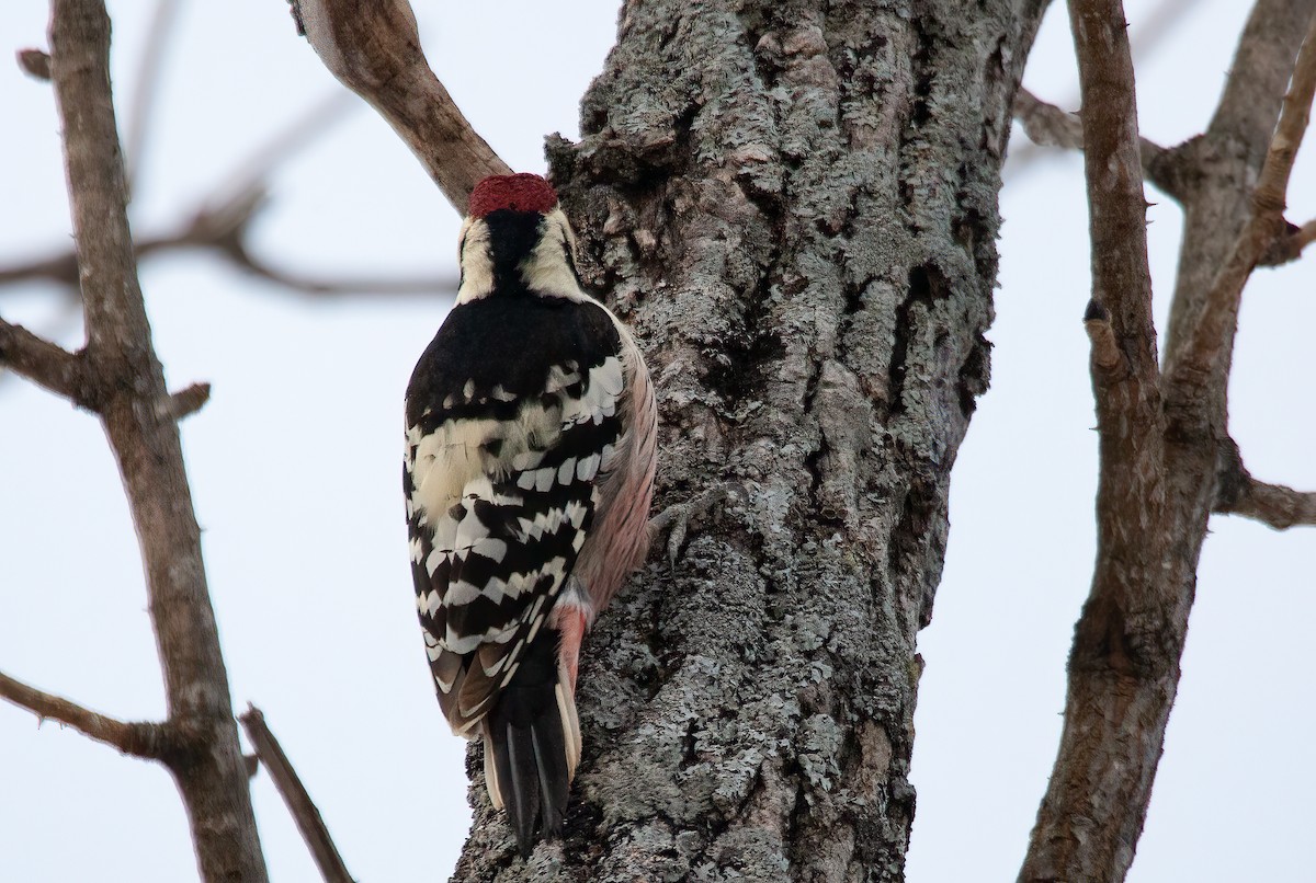 White-backed Woodpecker (White-backed) - ML449045631