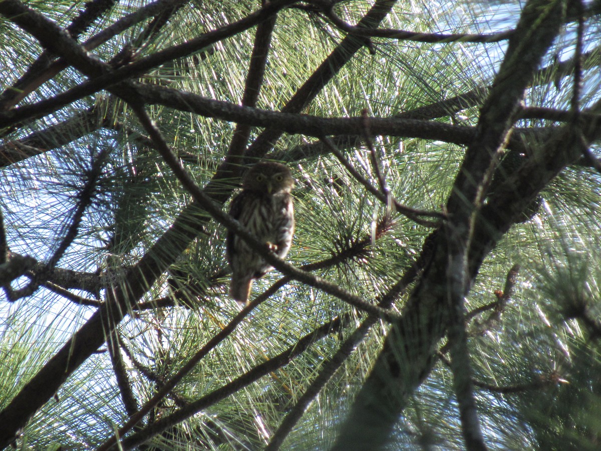 Ferruginous Pygmy-Owl - ML449048711