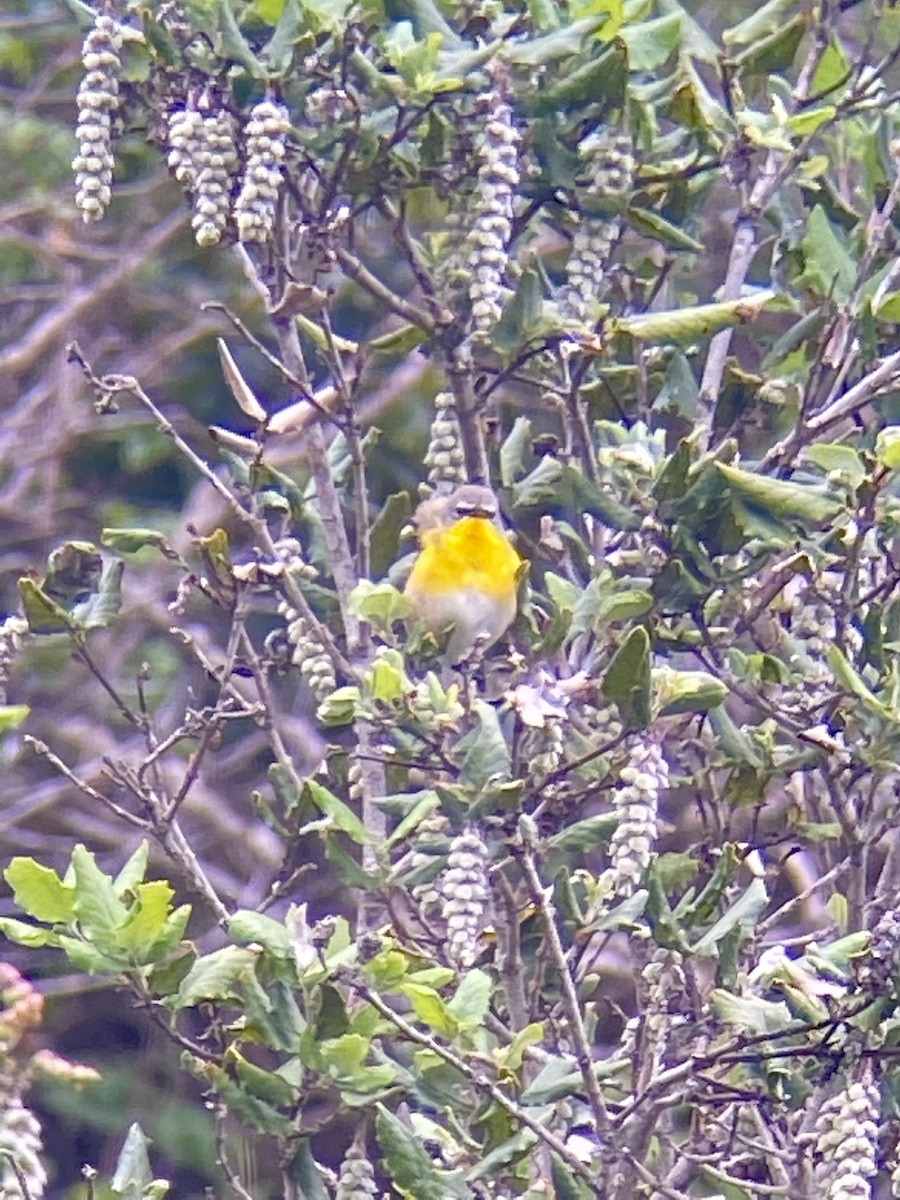 Yellow-breasted Chat - ML449053471