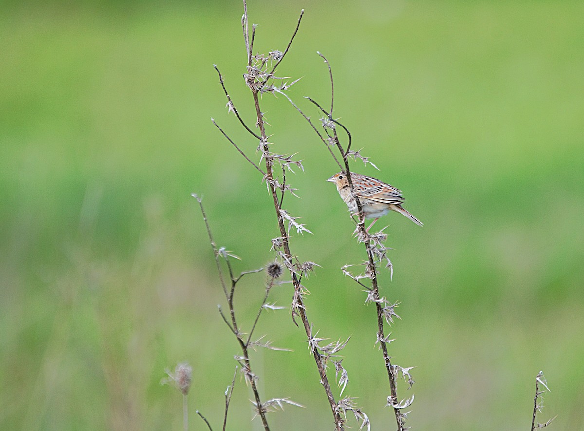 Grasshopper Sparrow - ML449053931