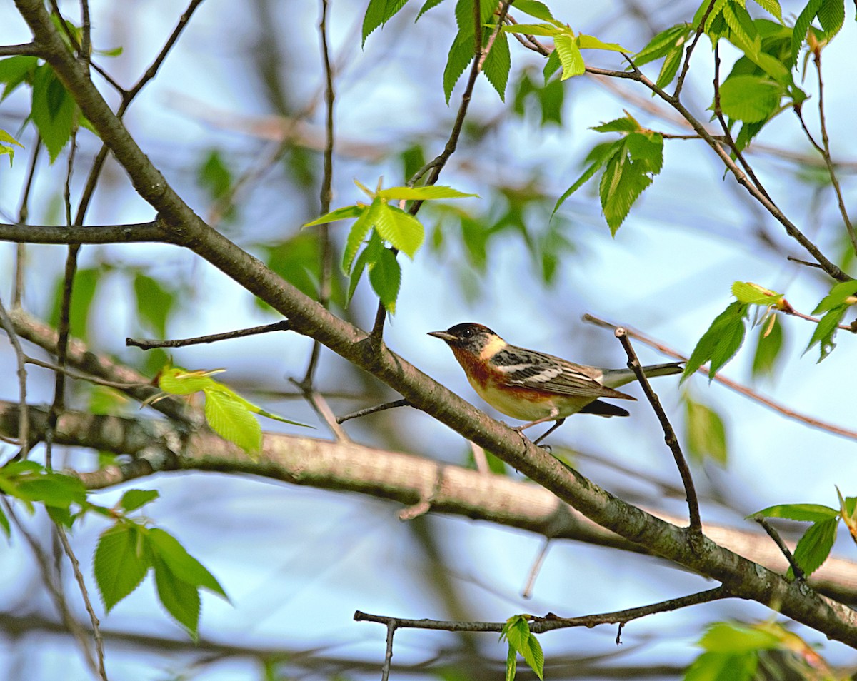 Bay-breasted Warbler - ML449053991