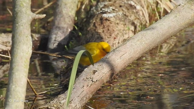 Prothonotary Warbler - ML449057731
