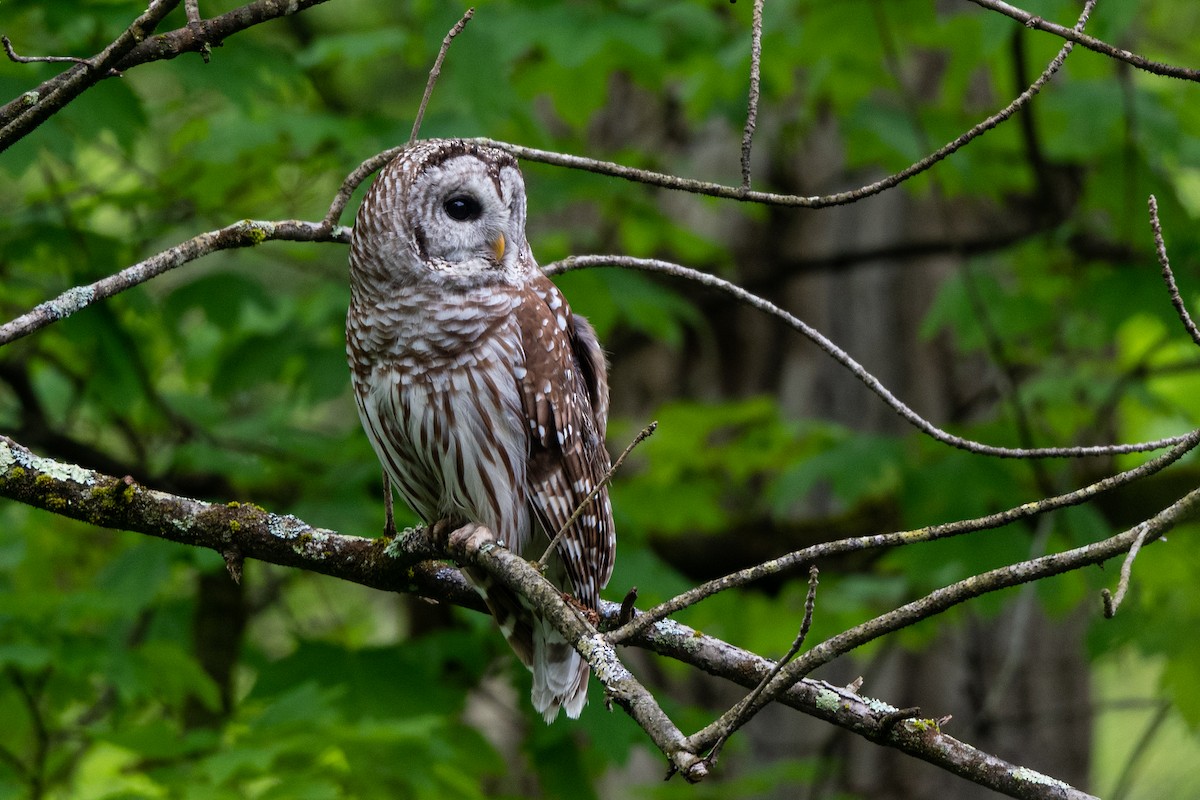 Barred Owl - ML449071681