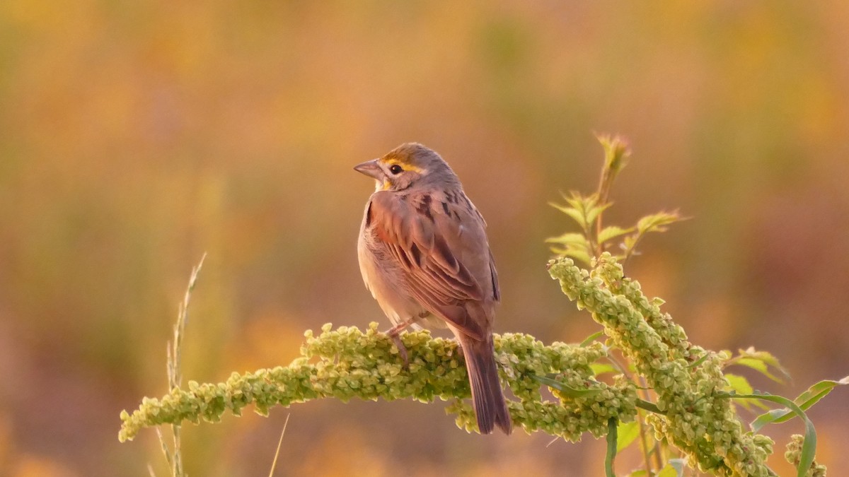 Dickcissel - Avery Fish