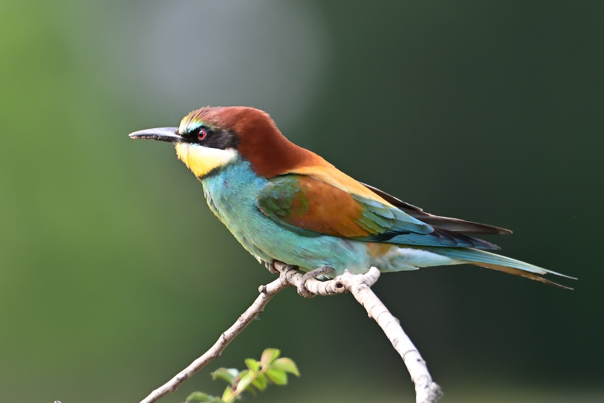 European Bee-eater - ML449092151