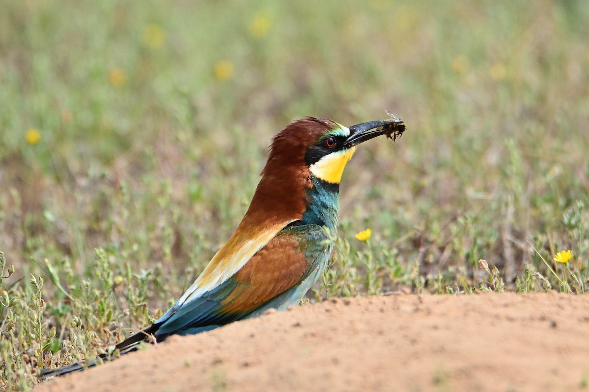 European Bee-eater - ML449094361