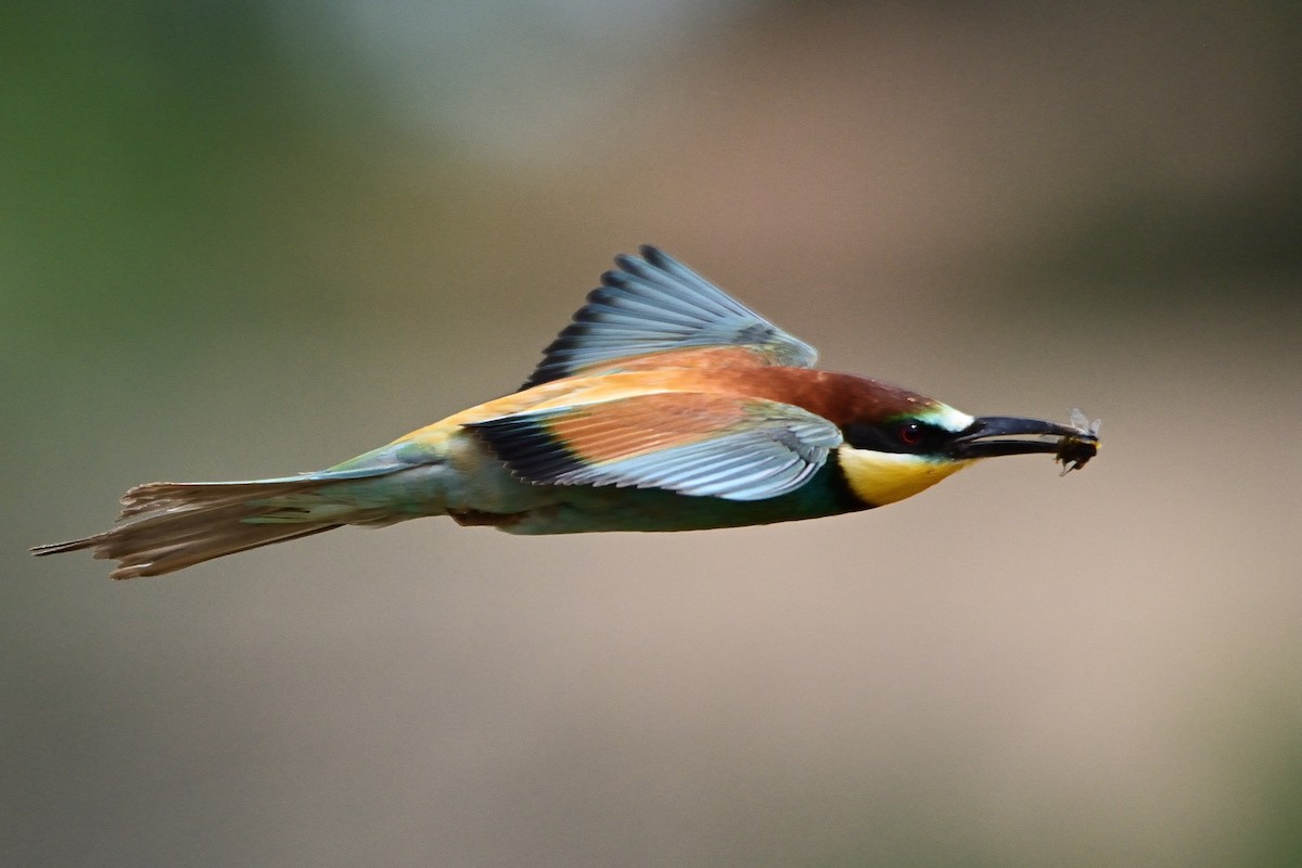 European Bee-eater - ML449094401