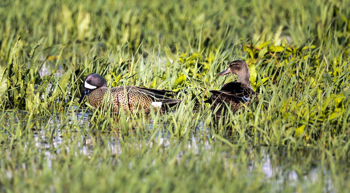 Blue-winged Teal - ML449096651