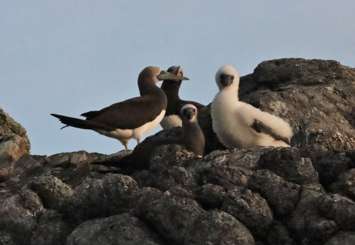 Brown Booby - ML449104271