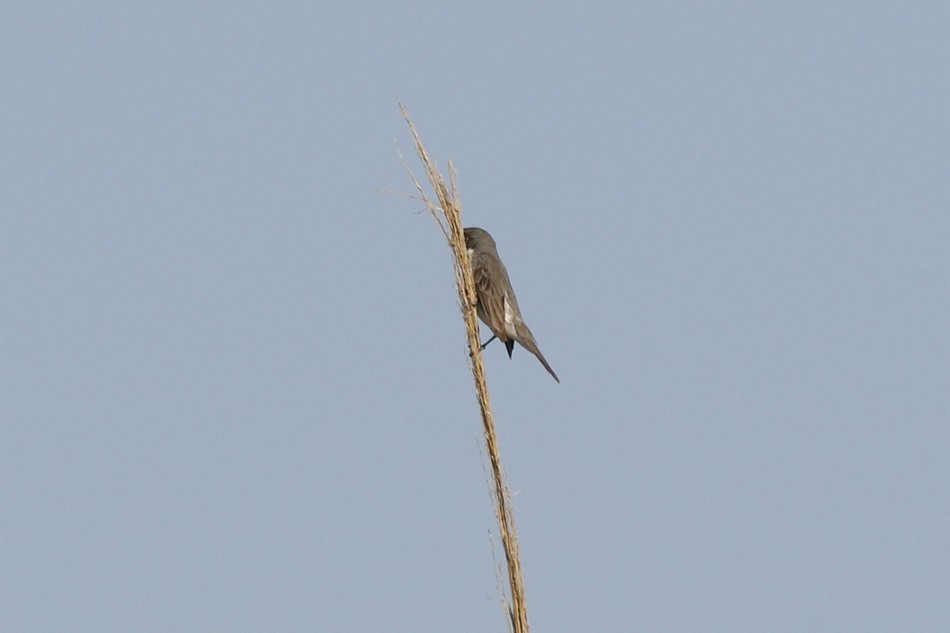 Double-collared Seedeater - ML449104441