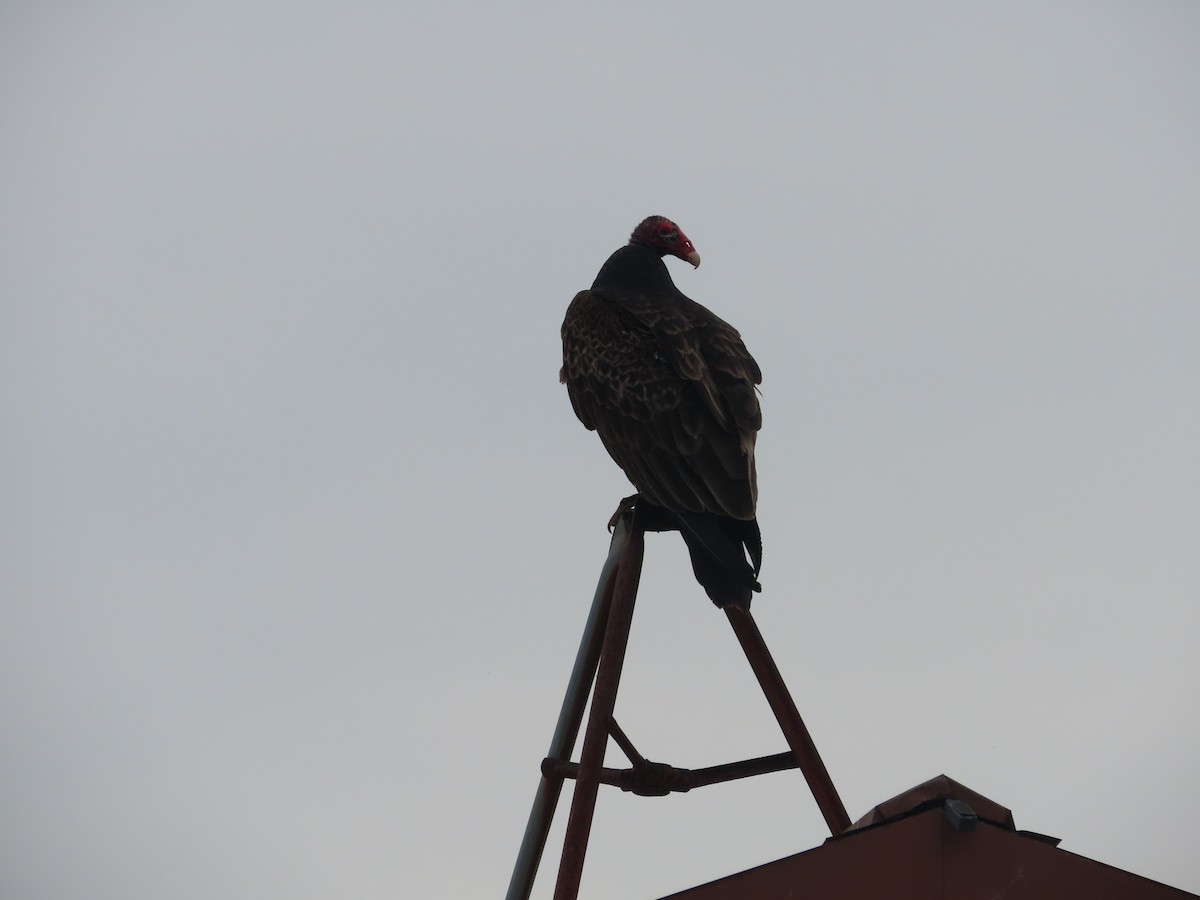 Turkey Vulture - ML449104571
