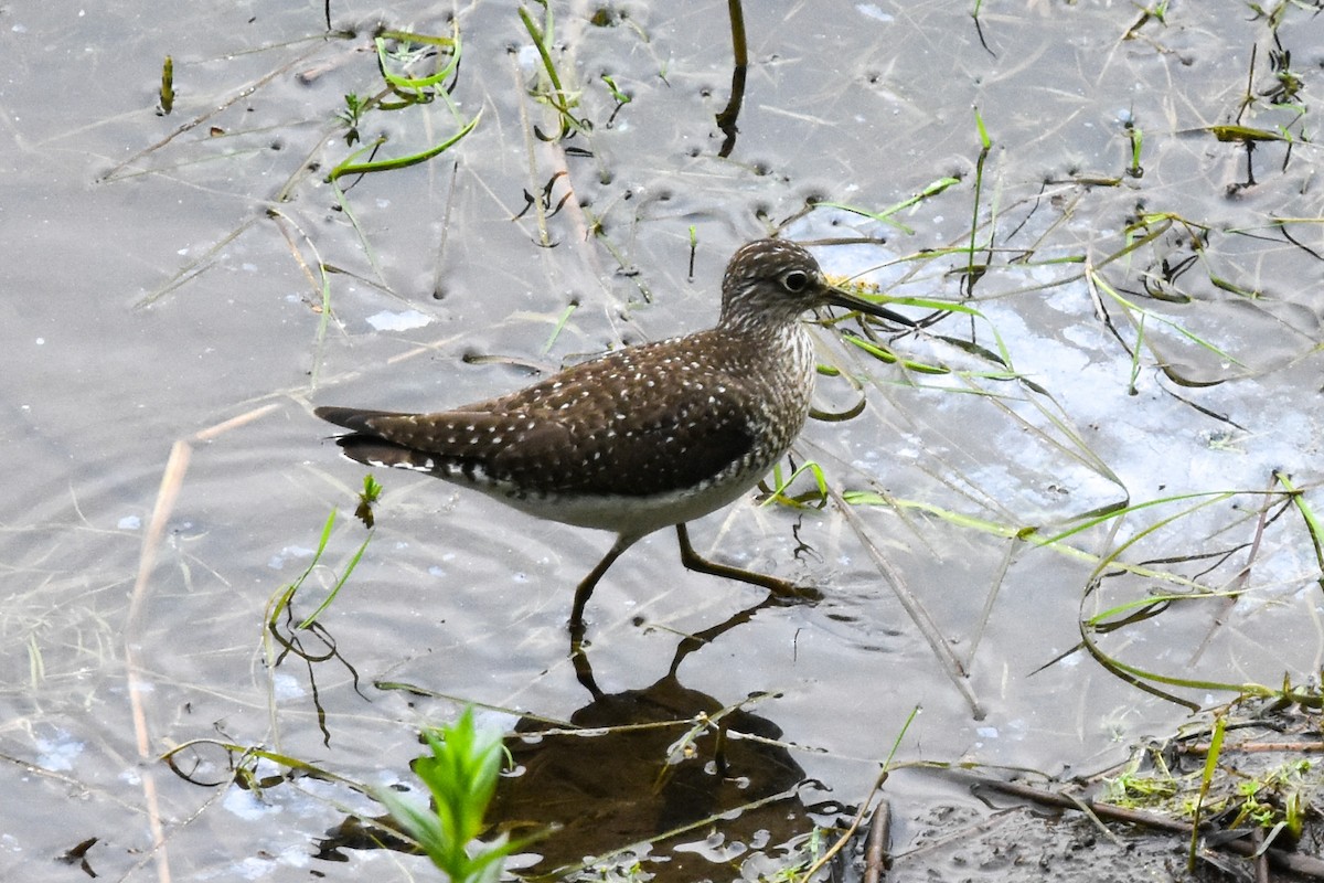 Solitary Sandpiper - Ted Kavanagh