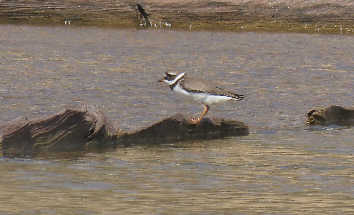 Common Ringed Plover - ML449110291