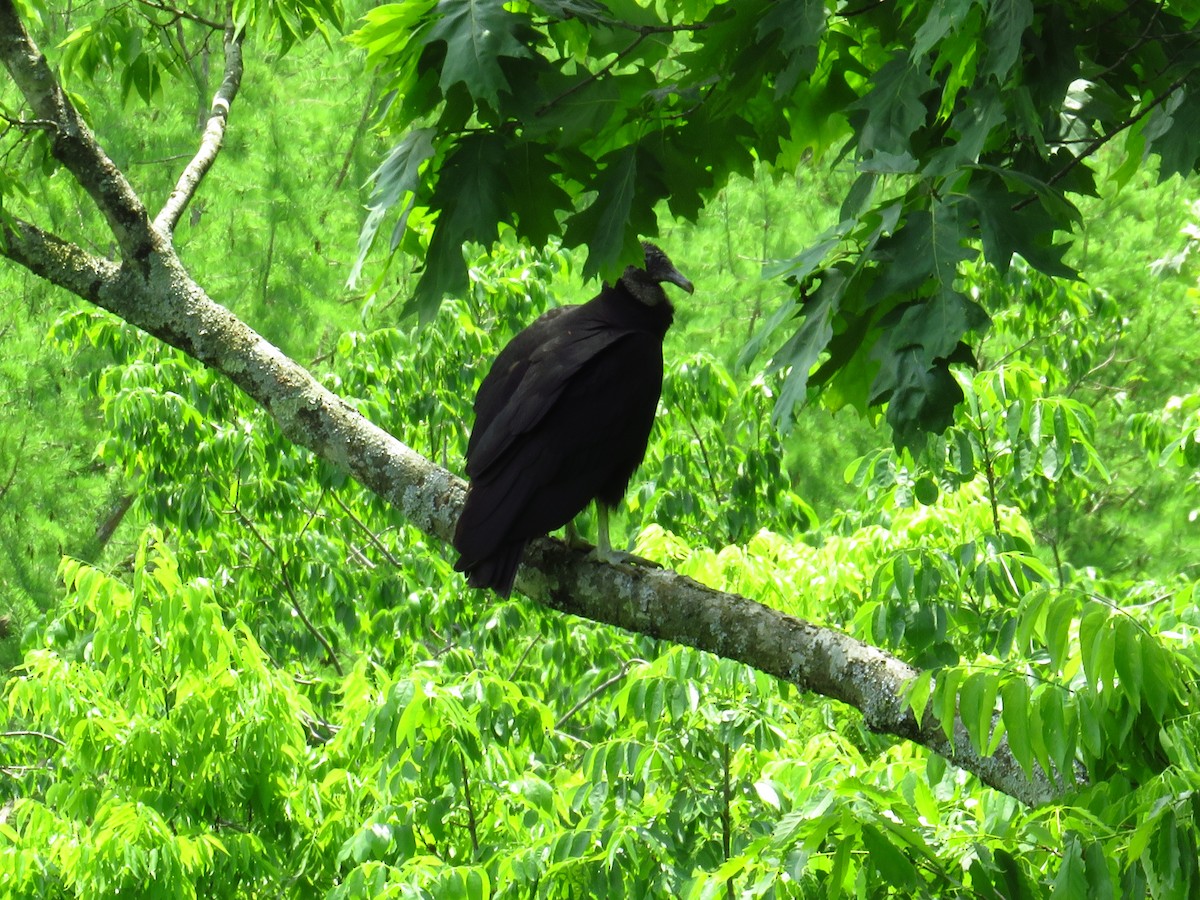 Black Vulture - ML449112531