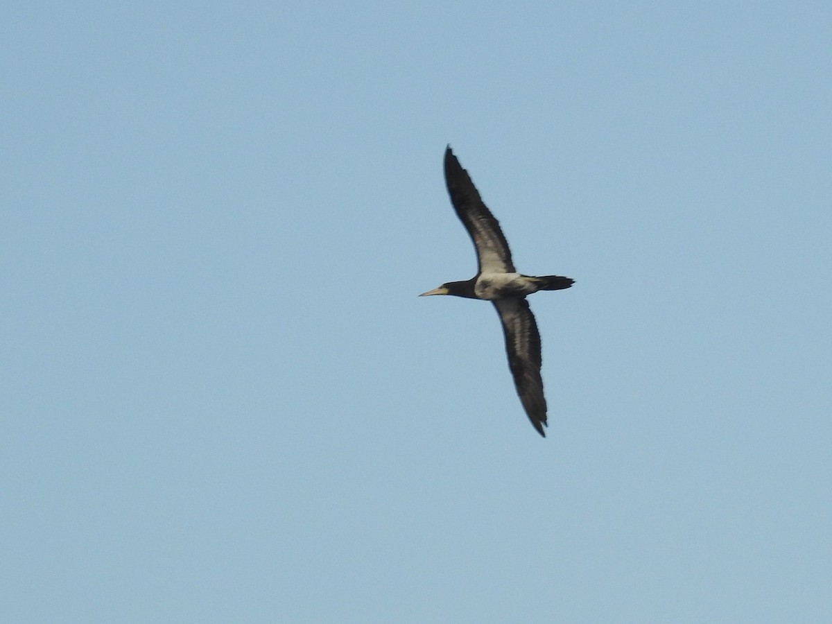 Brown Booby - ML449115411