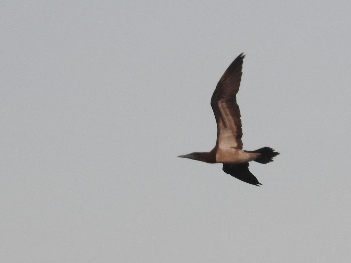 Brown Booby - ML449115421