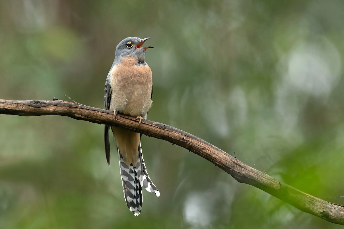 Fan-tailed Cuckoo - David Irving