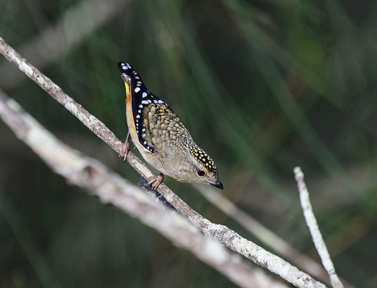 Spotted Pardalote - Michael Daley