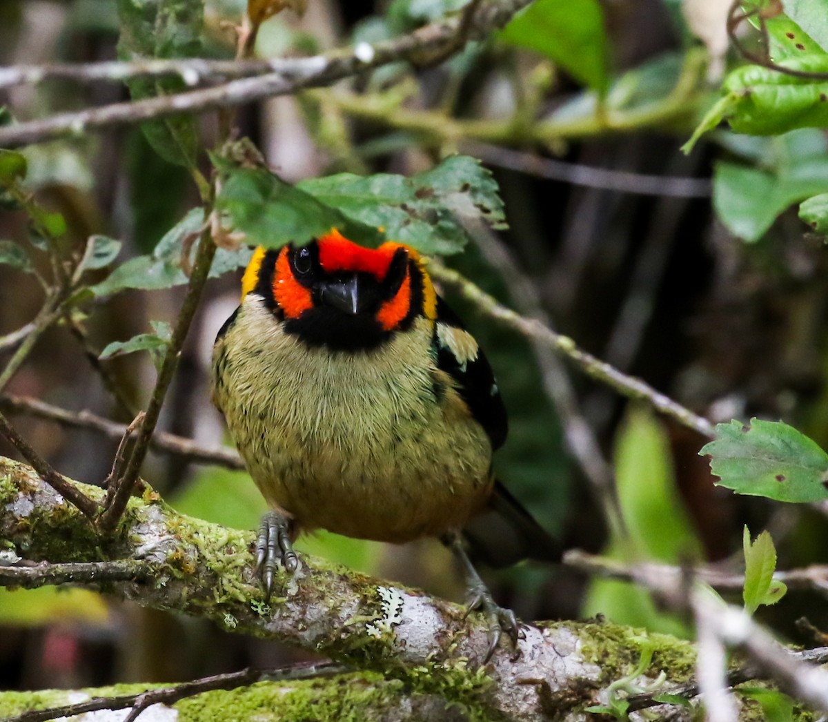 Flame-faced Tanager - ML449121711