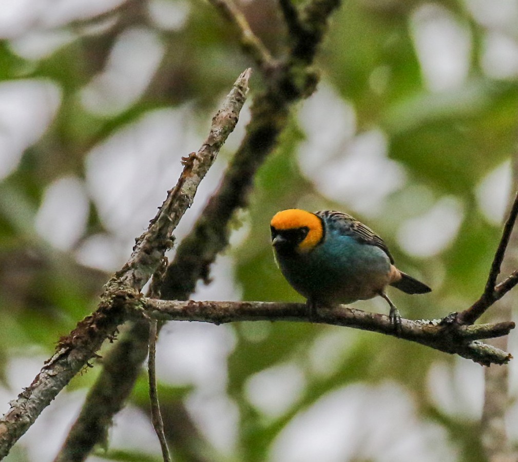Saffron-crowned Tanager - ML449122281