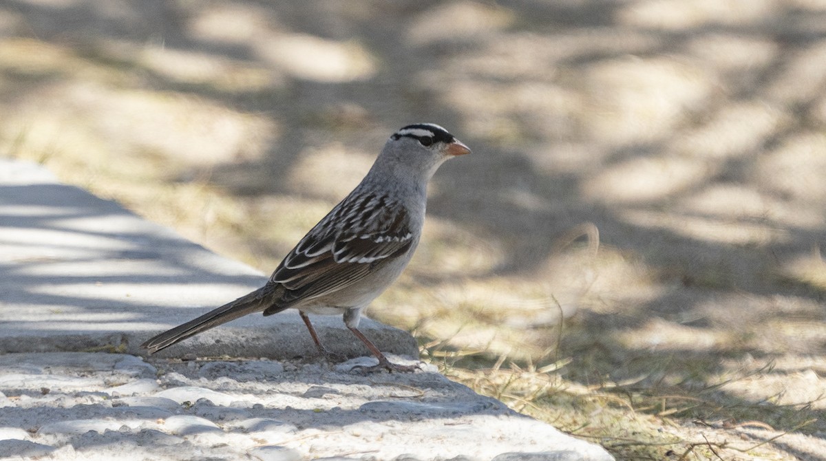 White-crowned Sparrow (Dark-lored) - ML449122991