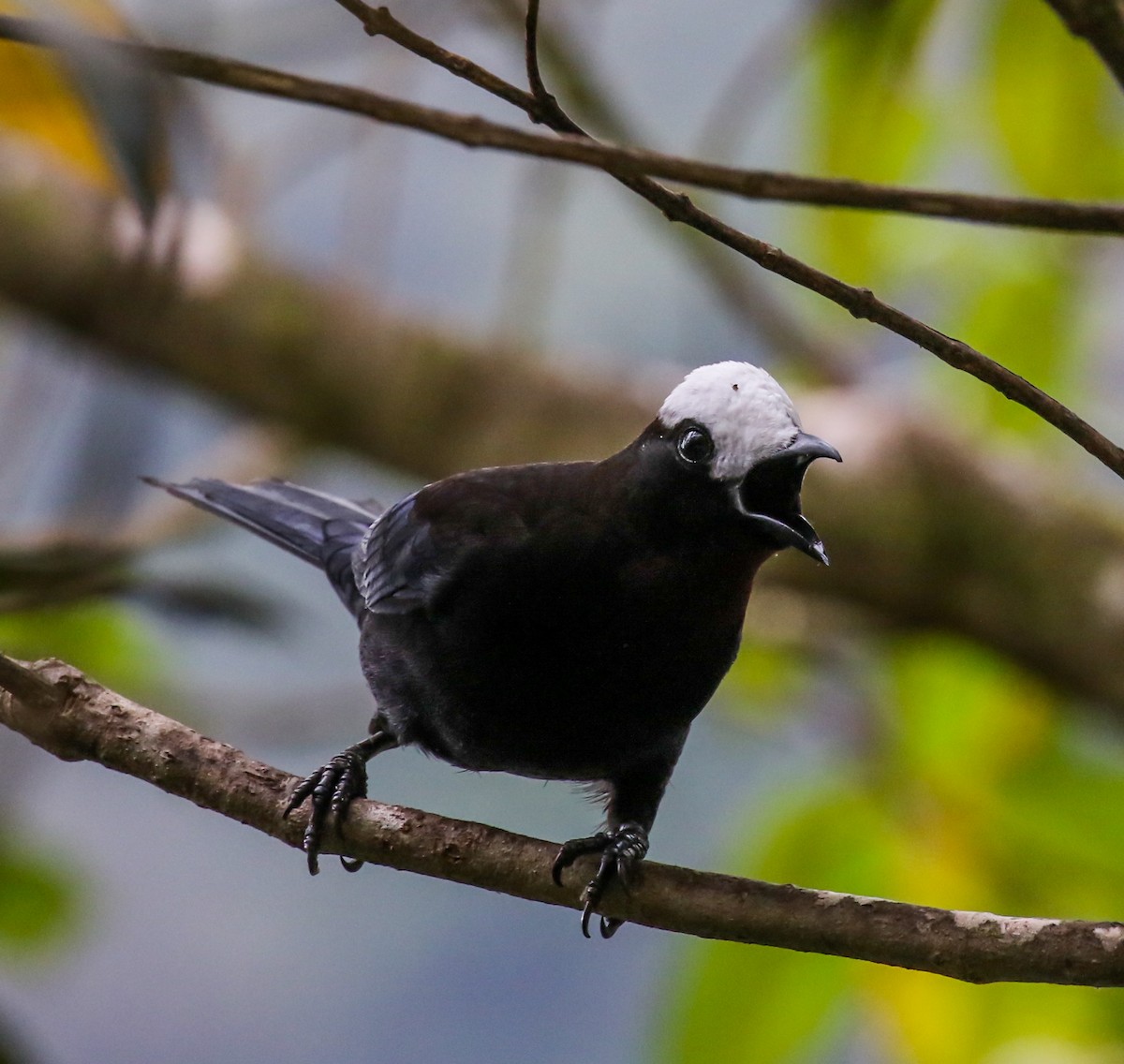 White-capped Tanager - ML449123351