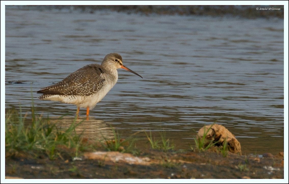 Spotted Redshank - Arnold Goveas