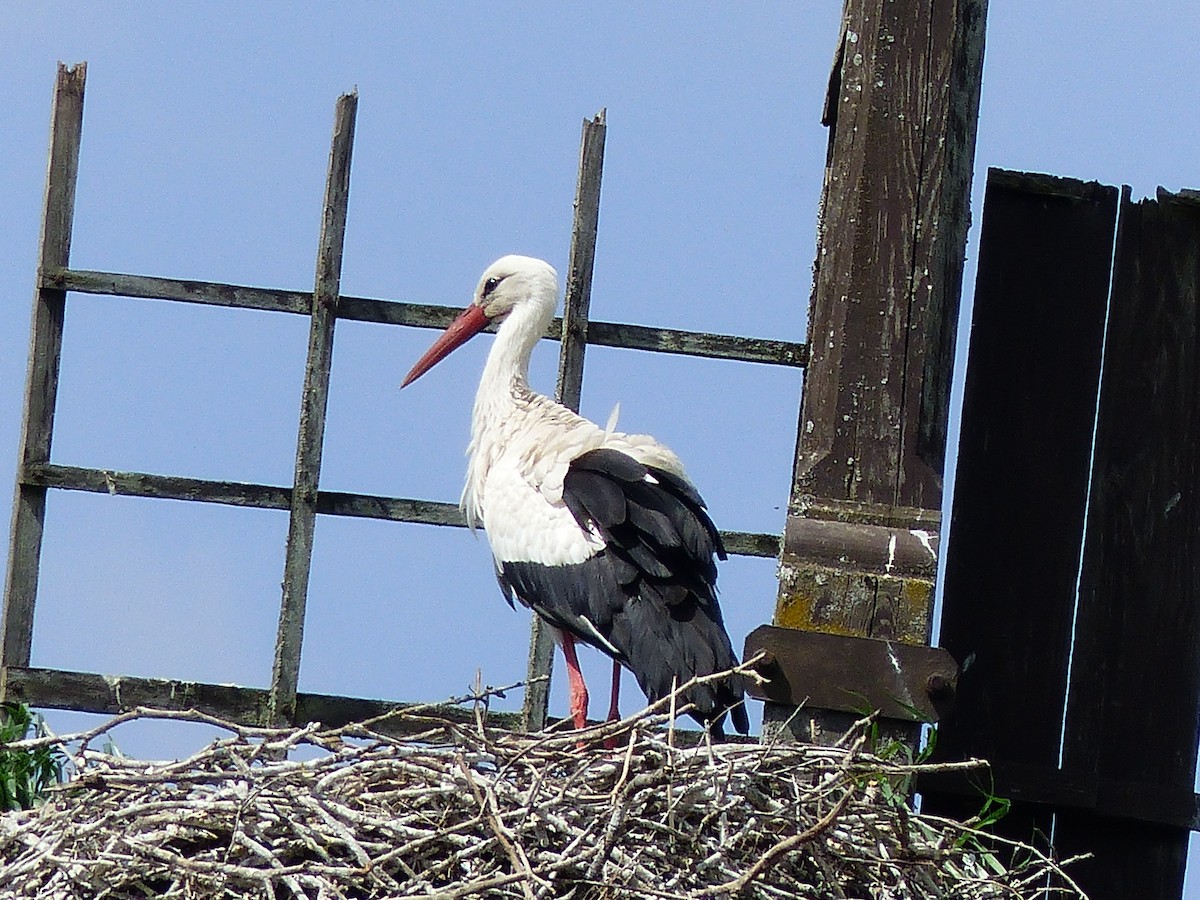 White Stork - Coleta Holzhäuser