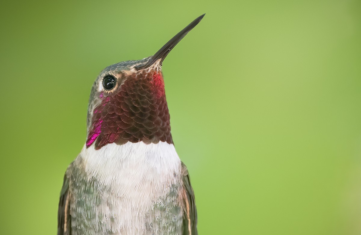 Broad-tailed Hummingbird - ML449128671