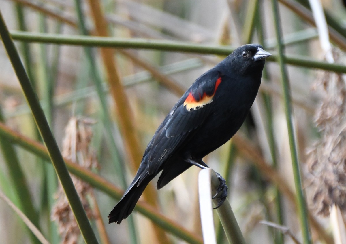 Red-winged Blackbird - Alan Prichard