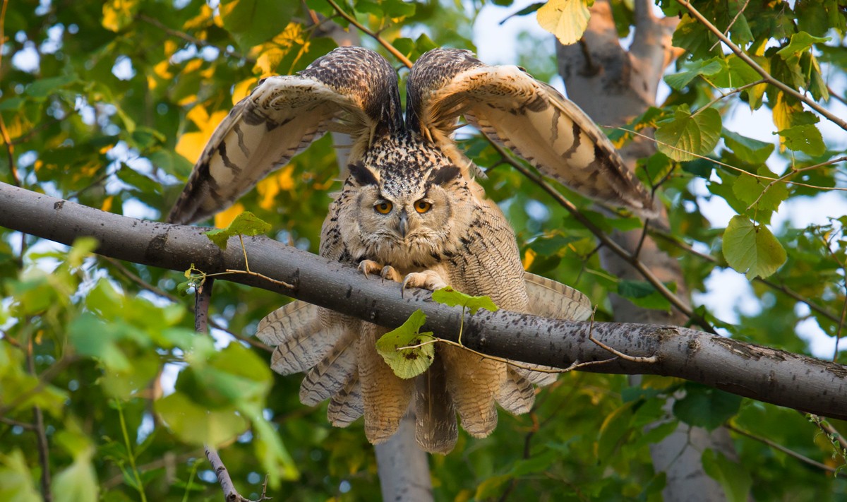 Eurasian Eagle-Owl - Craig Brelsford