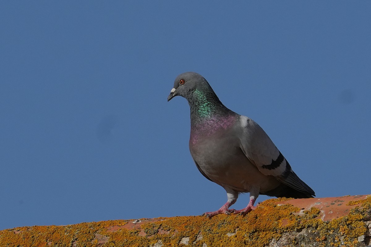 Rock Pigeon (Feral Pigeon) - ML449141681