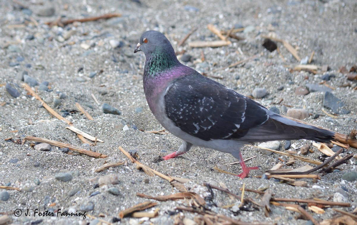 Rock Pigeon (Feral Pigeon) - Foster Fanning