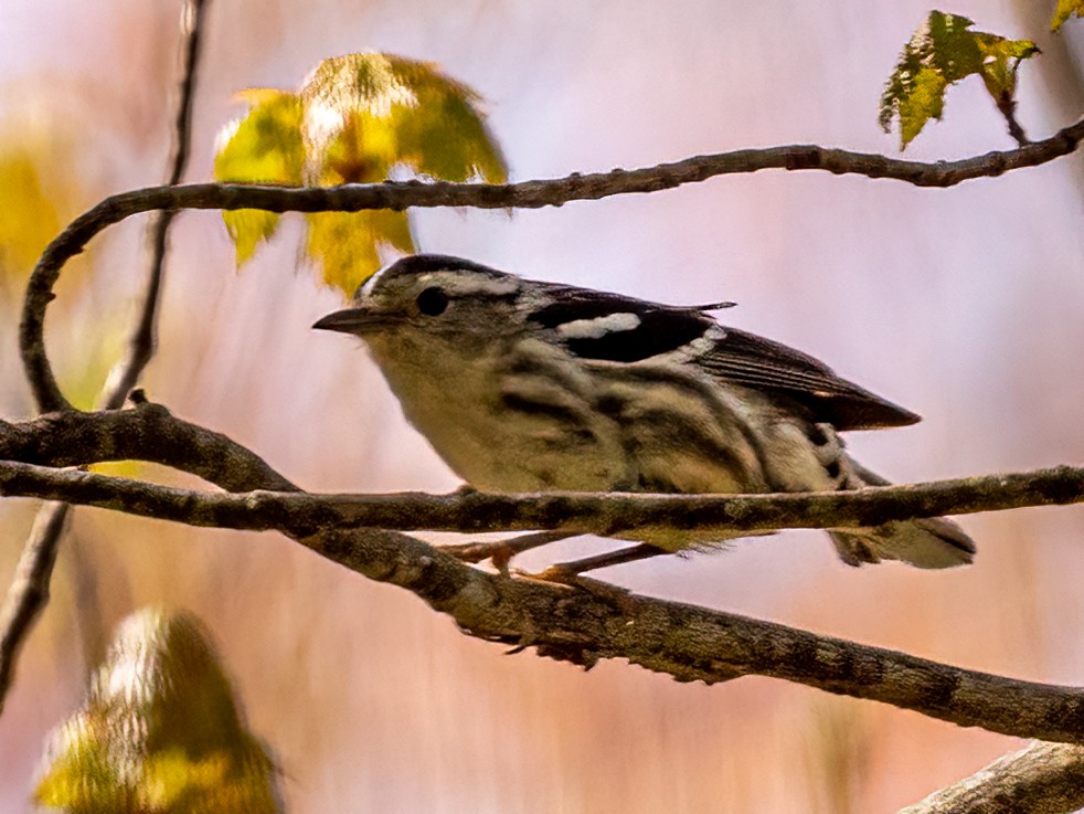 Black-and-white Warbler - ML449148071
