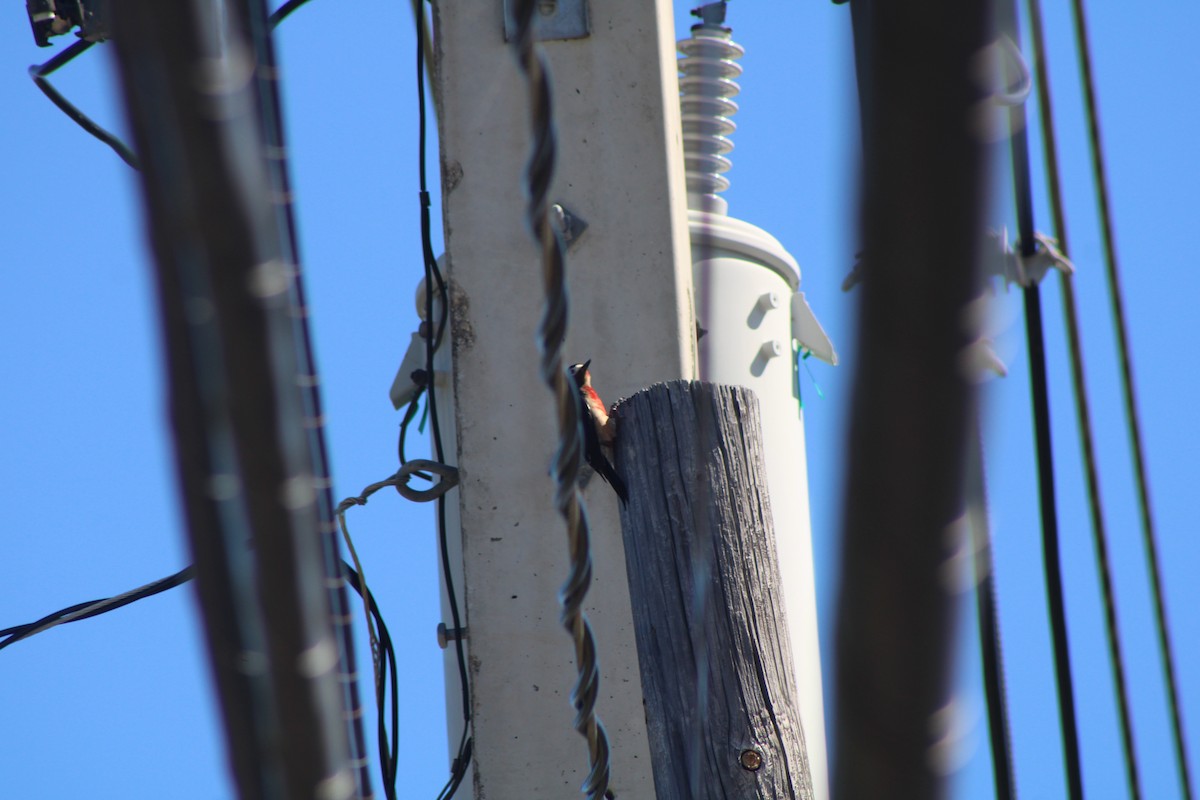 Puerto Rican Woodpecker - ML449156641