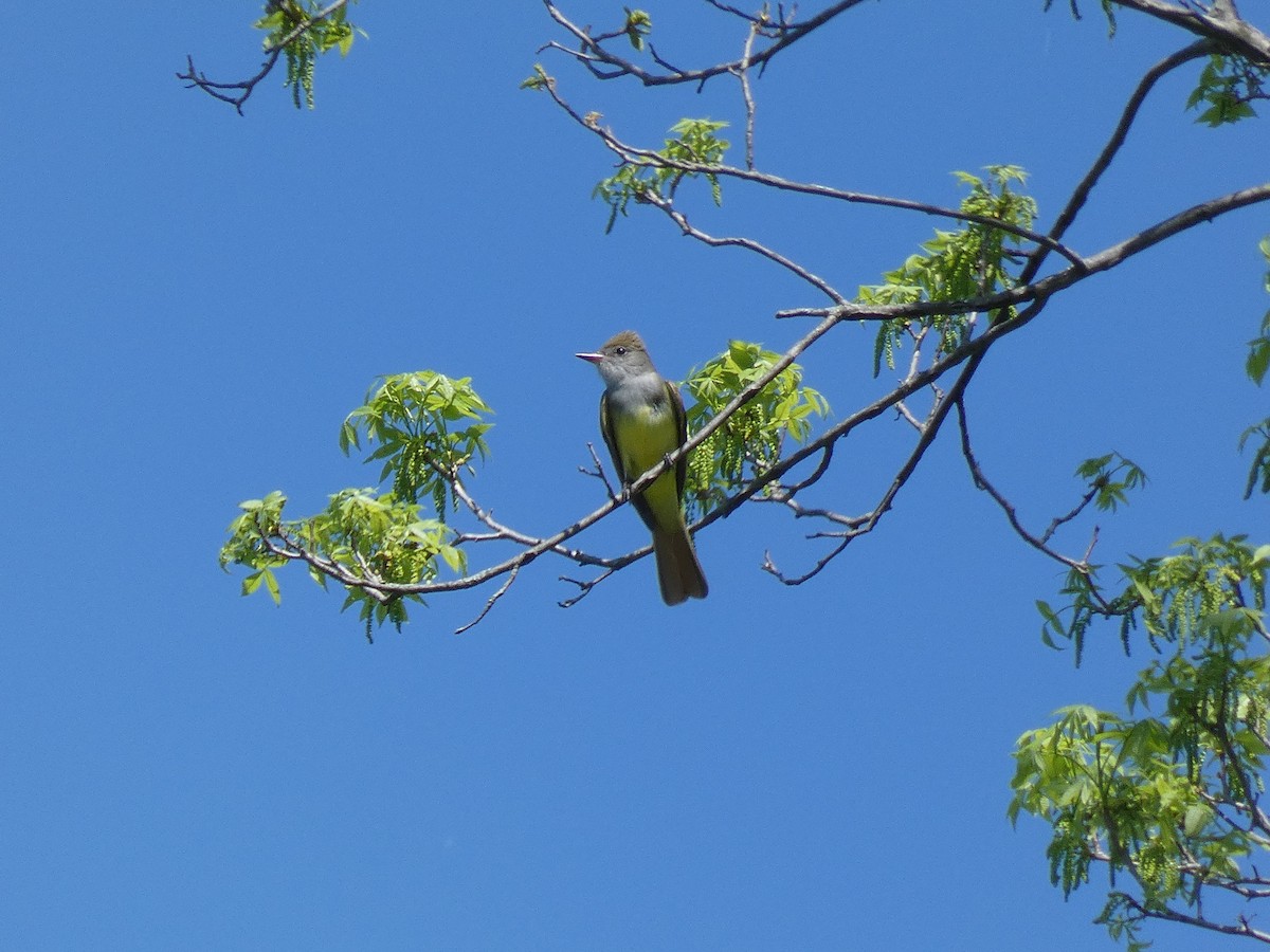 Great Crested Flycatcher - ML449157781